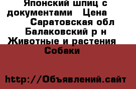 Японский шпиц с документами › Цена ­ 15 000 - Саратовская обл., Балаковский р-н Животные и растения » Собаки   